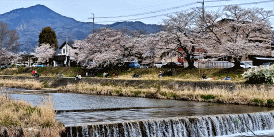 高野川の桜2025