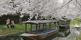 伏見の桜2020